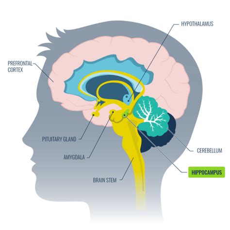 how to strengthen hippocampus.